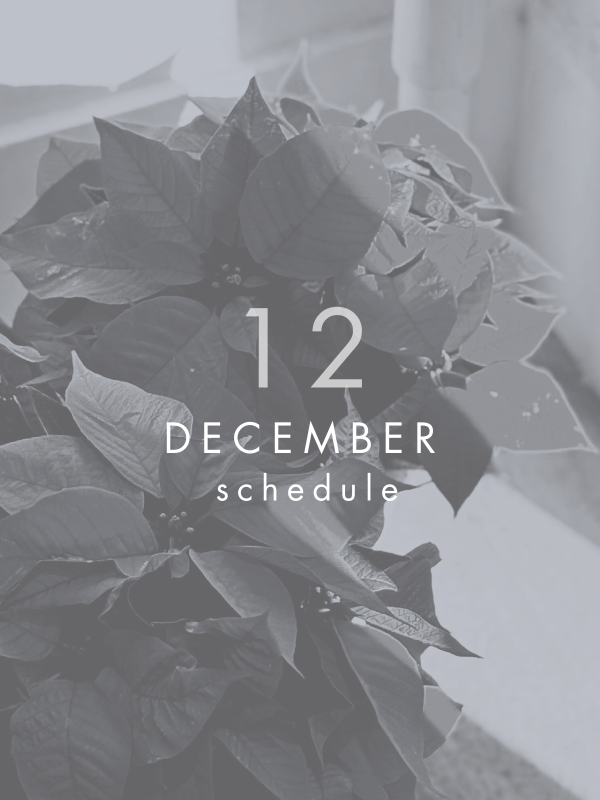 12月 イベントスケジュール